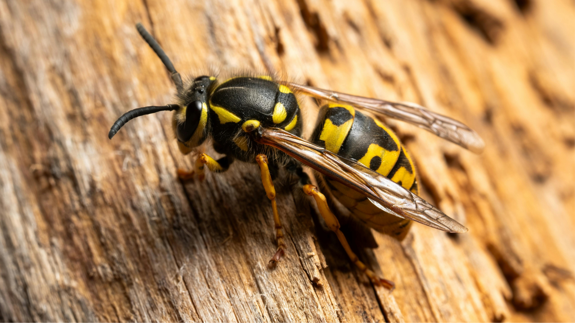 Yellow Jacket